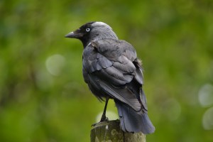 Jackdaw