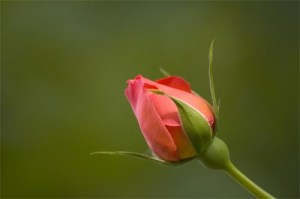 rose-bud